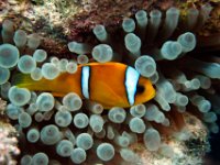Clown Anemonefish Red Sea